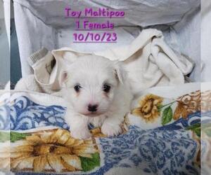 Maltipoo Litter for sale in TOPEKA, IN, USA