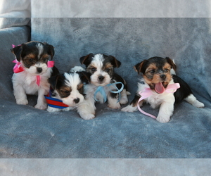 Biewer Terrier Litter for sale in PHOENIX, AZ, USA