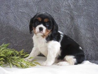 Cavalier King Charles Spaniel Litter for sale in MYERSTOWN, PA, USA
