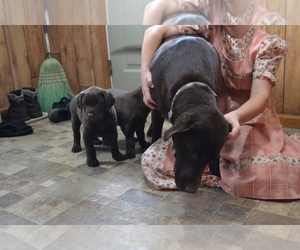 Labrador Retriever Litter for sale in GREENWOOD, WI, USA