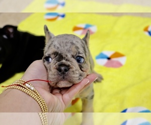 French Bulldog Litter for sale in MIAMI, FL, USA