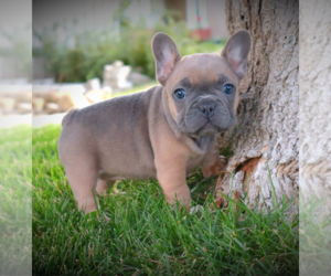 French Bulldog Litter for sale in BEVERLY HILLS, CA, USA