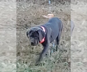 Cane Corso Litter for sale in OVERLAND, MO, USA