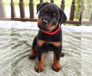 Rottweiler Litter for sale in TABLE GROVE, IL, USA