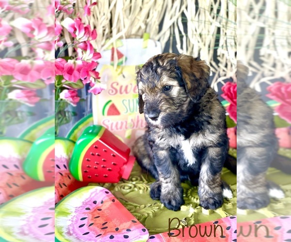 Medium Photo #1 Goldendoodle-Miniature Bernedoodle Mix Puppy For Sale in FORT SHAWNEE, OH, USA