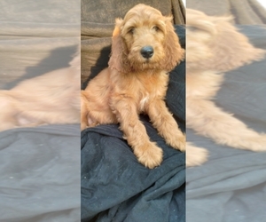 Irish Doodle Litter for sale in MARSHALL, IL, USA