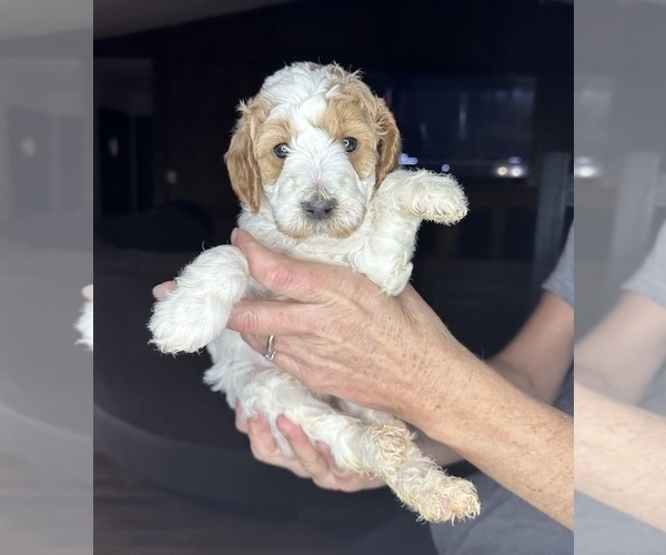 Medium Photo #1 Goldendoodle (Miniature) Puppy For Sale in BRKN ARW, OK, USA