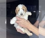 Small Photo #1 Goldendoodle (Miniature) Puppy For Sale in BRKN ARW, OK, USA