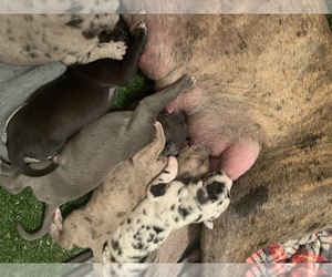 Great Dane Litter for sale in KANAB, UT, USA