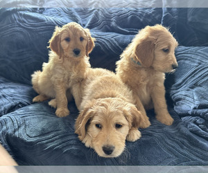 Goldendoodle Litter for sale in COLORADO SPRINGS, CO, USA