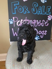 Portuguese Water Dog Litter for sale in CALHOUN, GA, USA