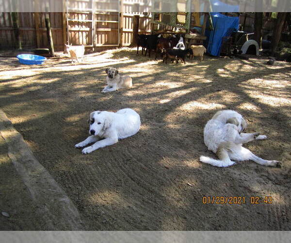 Medium Photo #1 Anatolian Shepherd-Maremma Sheepdog Mix Puppy For Sale in LECANTO, FL, USA