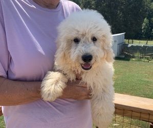 Goldendoodle (Miniature) Litter for sale in NEWTON, NC, USA