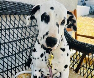 Medium Dalmatian