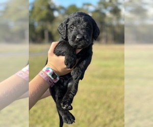 Labradoodle Litter for sale in THOMASVILLE, GA, USA