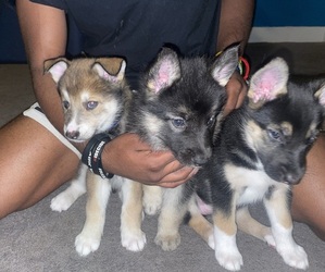 German Shepherd Dog-Siberian Husky Mix Litter for sale in LOUISVILLE, OH, USA