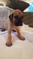 Great Dane Litter for sale in PIONEER, CA, USA