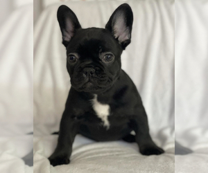 French Bulldog Litter for sale in SACRAMENTO, CA, USA