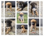 Small Photo #1 Golden Shepherd Puppy For Sale in NORCO, CA, USA