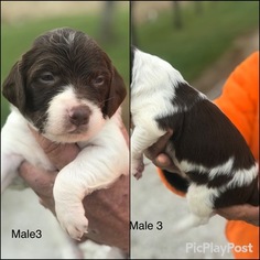 Brittany Litter for sale in SEYMOUR, IA, USA