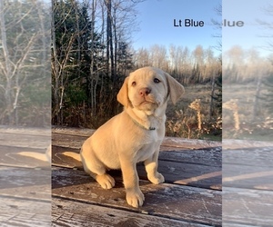 Labrador Retriever Litter for sale in STANLEY, WI, USA