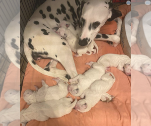 Dalmatian Litter for sale in JAMESTOWN, NY, USA