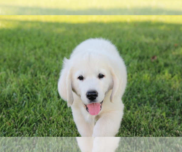 Medium Photo #1 English Cream Golden Retriever Puppy For Sale in GOSHEN, IN, USA