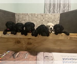 Labradoodle Litter for sale in CAMDEN, SC, USA