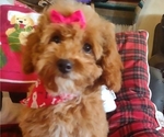 Small Cavachon-Poodle (Miniature) Mix