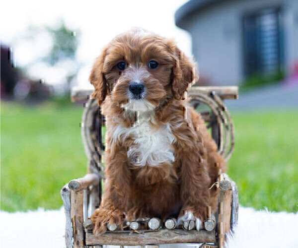 Medium Photo #1 Cavapoo Puppy For Sale in WARSAW, IN, USA