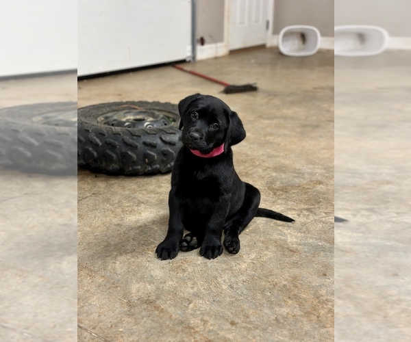 Medium Photo #1 Labrador Retriever Puppy For Sale in PURLEAR, NC, USA