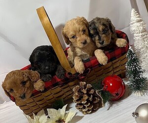Cavapoo Litter for sale in WESTCLIFFE, CO, USA