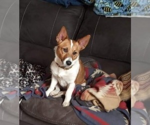 Cojack Litter for sale in BRIGGSDALE, CO, USA