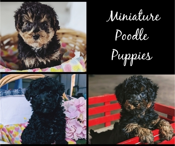Medium Photo #1 Poodle (Miniature) Puppy For Sale in CLARE, MI, USA