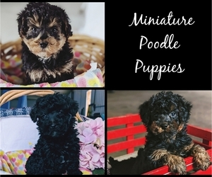 Poodle (Miniature) Litter for sale in CLARE, MI, USA