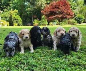 Goldendoodle (Miniature) Litter for sale in SPARTANBURG, SC, USA