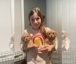 Cavapoo Litter for sale in NORTHFIELD, MN, USA