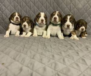 Beagle Litter for sale in MUSTANG, OK, USA