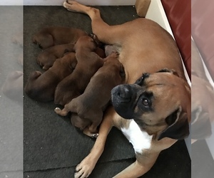 Boxer Litter for sale in APPLE CREEK, OH, USA