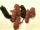Small Photo #1 Cavalier King Charles Spaniel Puppy For Sale in BIG COVE, AL, USA