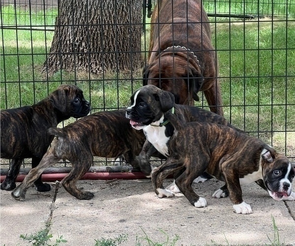 Medium Photo #1 Boxer Puppy For Sale in NEW ULM, MN, USA