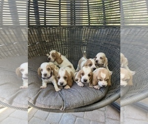 Basset Hound Litter for sale in BEAUMONT, CA, USA