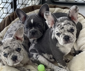 French Bulldog Litter for sale in WESLEY CHAPEL, FL, USA