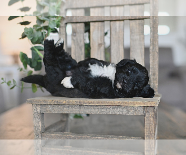 Medium Photo #1 Poodle (Miniature)-Sheepadoodle Mix Puppy For Sale in RUSSELLVILLE, AR, USA