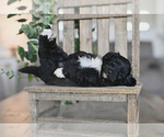 Small Photo #1 Poodle (Miniature)-Sheepadoodle Mix Puppy For Sale in RUSSELLVILLE, AR, USA