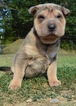 Small Photo #1 Chinese Shar-Pei Puppy For Sale in MILBURN, OK, USA