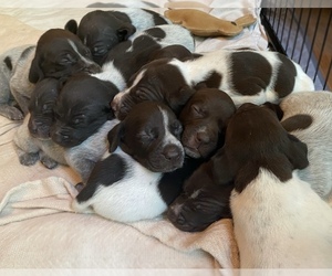 German Shorthaired Pointer Litter for sale in BELLEVIEW, FL, USA
