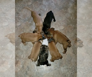 Faux Frenchbo Bulldog Litter for sale in MUSKEGON, MI, USA