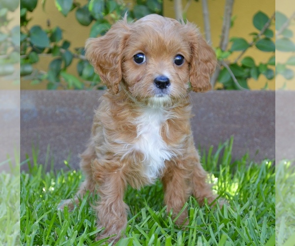 Medium Photo #1 Cavapoo Puppy For Sale in PHOENIX, AZ, USA