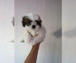 Small Photo #1 Shih Tzu Puppy For Sale in DENVER, CO, USA